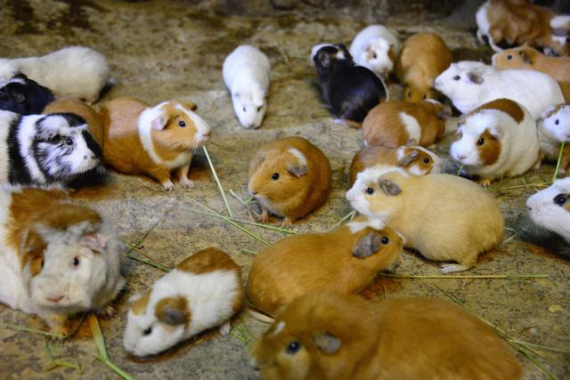 Guinea pigs, Ollantaytambo