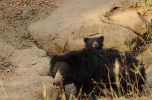 Sloth bear and cub