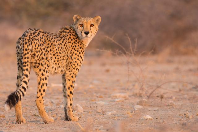 Cheetah in Namibia