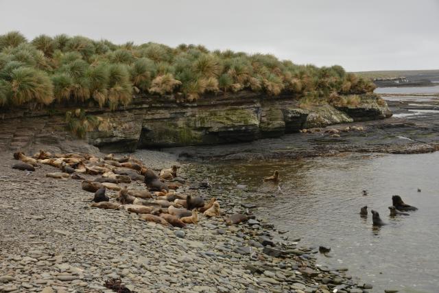 Southern sea lion colony