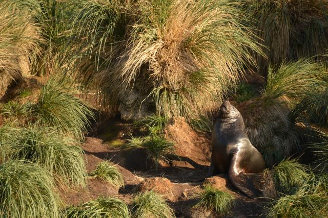 Southern sea lion, Falkland Islands