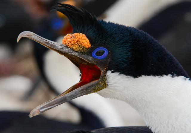 King cormorants, Falkland Islands
