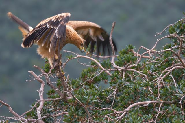 Spanish Imperial eagle, Spain