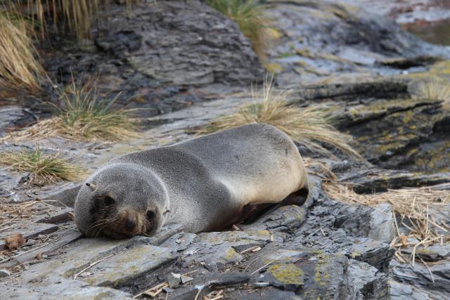 Fur seal, Falkland Islands