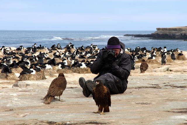 Caracara and King cormorants, Sea Lion Island