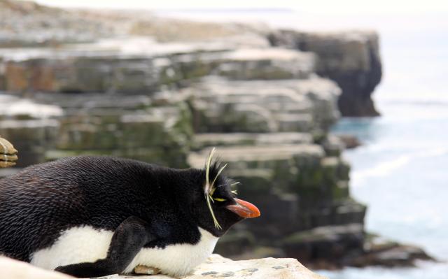 Rockhopper penguin, Sea Lion Island