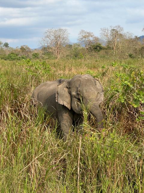 Asian elephant at Kaziranga National Park, Assam