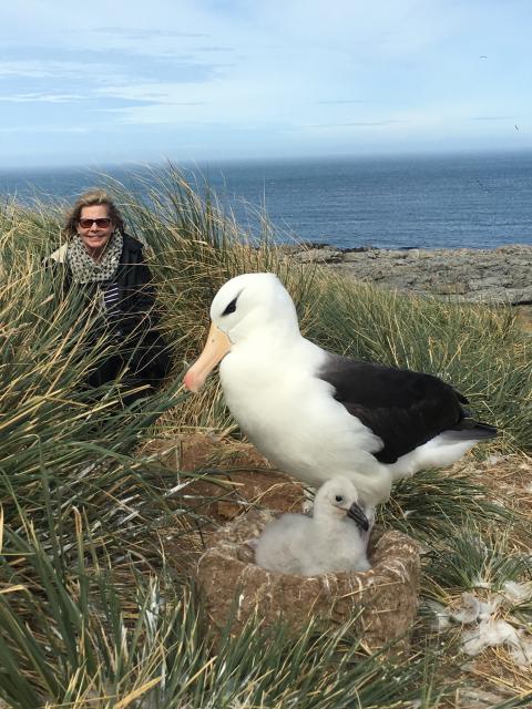 Black-browed albatross, Falkland Islands