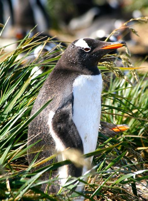 Gentoo penguin, Falkland Islands