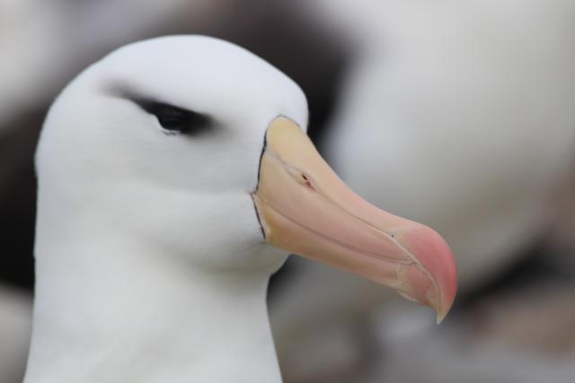 Black-browed albatross, Falkland Islands
