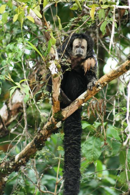 Saki monkey, Amazon