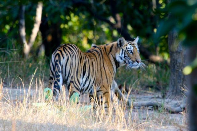 Tiger in Bandhavgarh