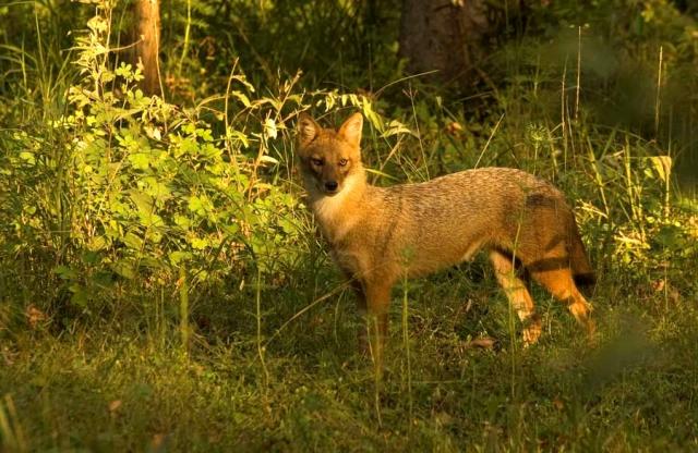 Jackal