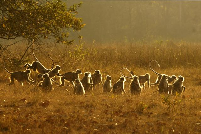 Langur troop