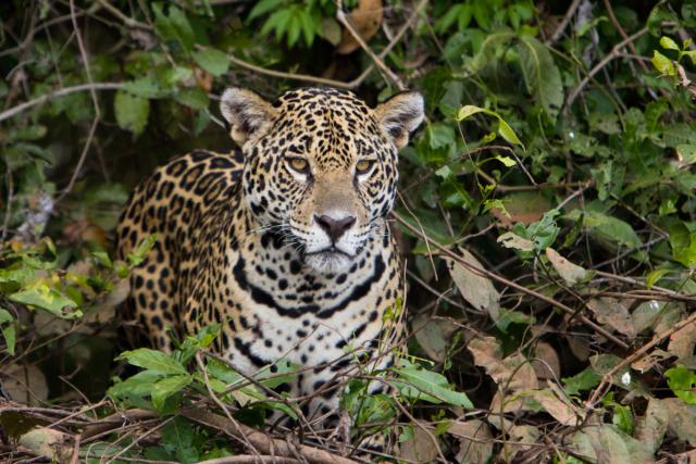 Jaguar on riverbank, Cuiaba River