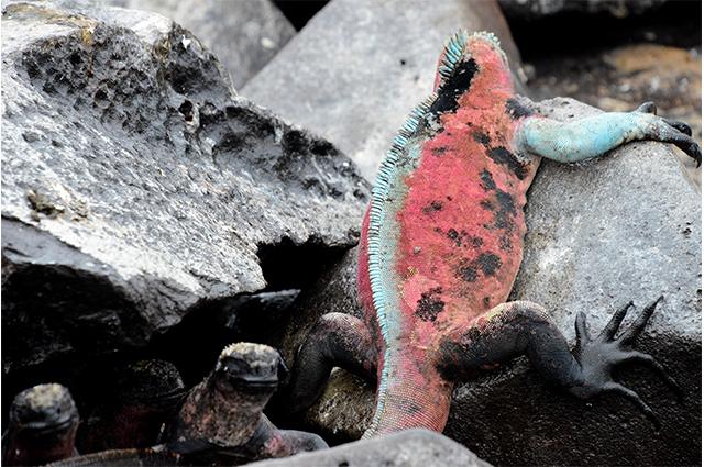 Marine iguana, Galapagos