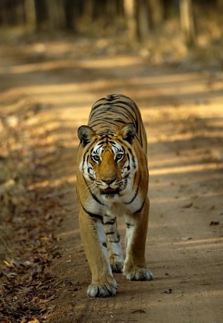 Tiger in India