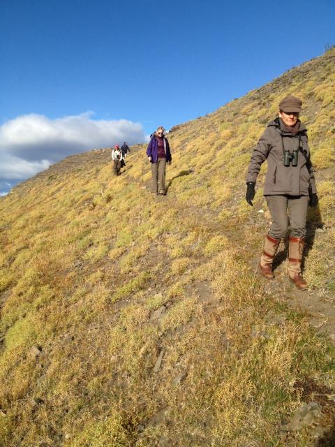 Trekking mountain lions in Torres del Paine National Park
