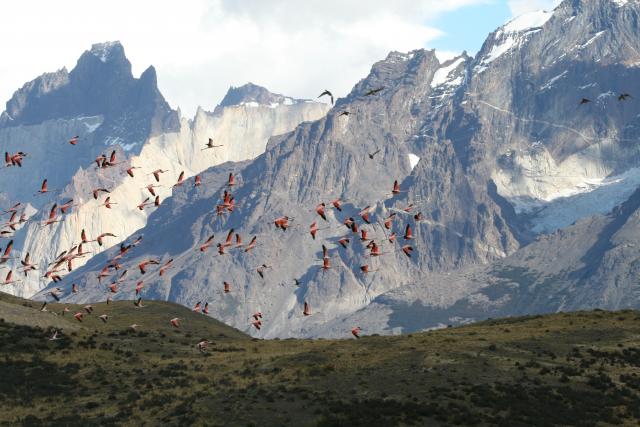 Flamingoes in Torres del Paine National Park