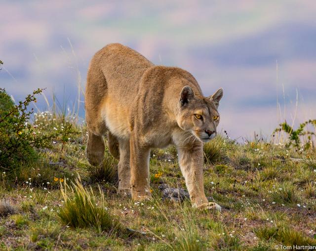 Prowling puma