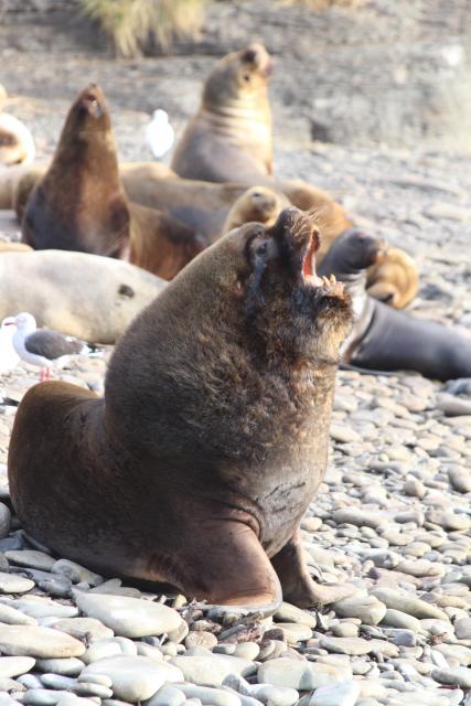 Southern sea lion, Falkland Islands