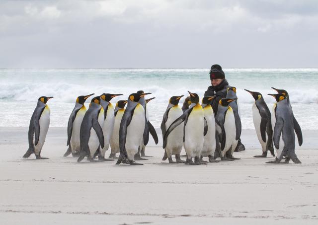 King penguins